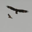 Aigle royal houspillé par une Buse variable