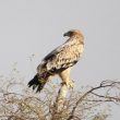 Aigle impérial juvénile en Inde
