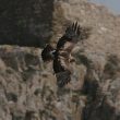 Aigle impérial subadulte en Bulgarie
