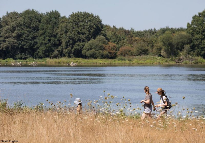 La Cité des Oiseaux, des étangs attractifs dans le bocage vendéen
