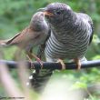 Jeune Coucou gris nourrit par un Accenteur mouchet
