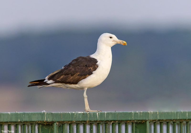 Observation et identification d’un Goéland du Cap en Grande-Bretagne en août 2022