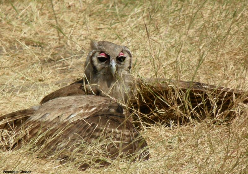 Grand-duc de Verreaux prenant un bain de soleil ou de fourmis