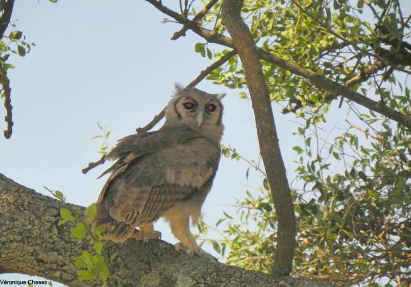 Grand-duc de Verreaux en Tanzanie