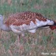 Grande Outarde dans les Hautes-Pyrénées