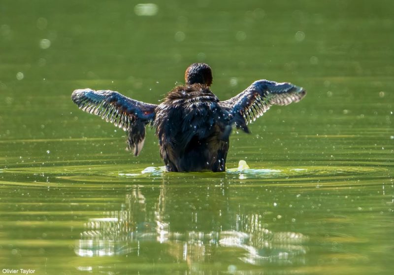 Grèbe castagneux en mue