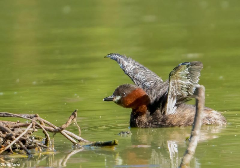 Grèbe castagneux avec de nouvelles rémiges