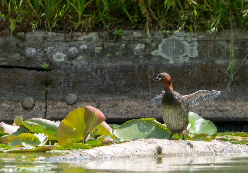 Grèbe castagneux en mue