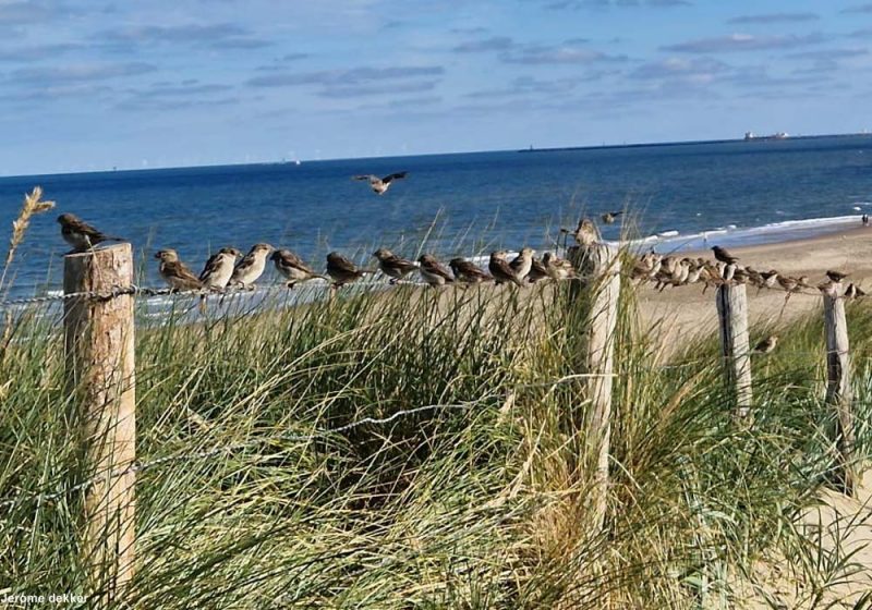 Moineaux domestiques sur la plage