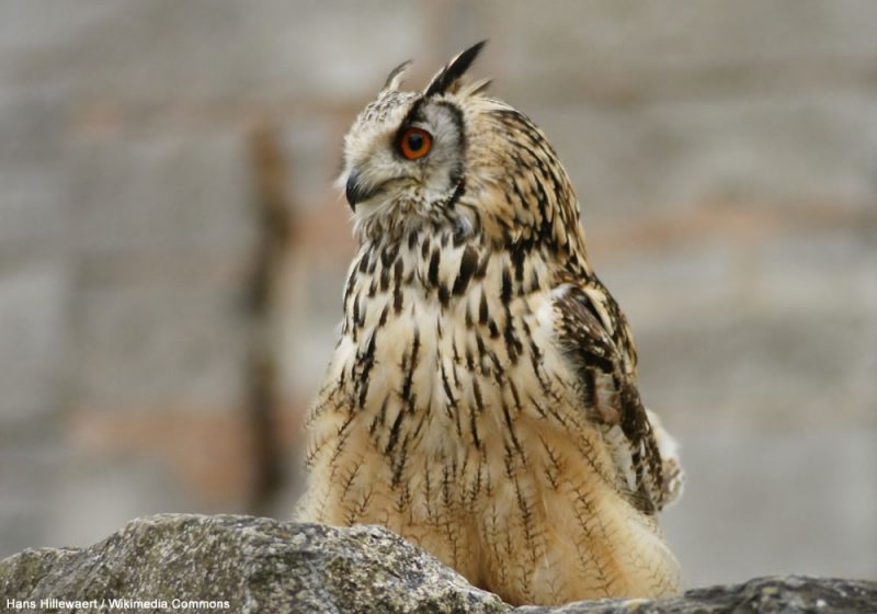 Premiers cas documentés de prédation du Grand-duc d’Europe sur le Porc-épic indien