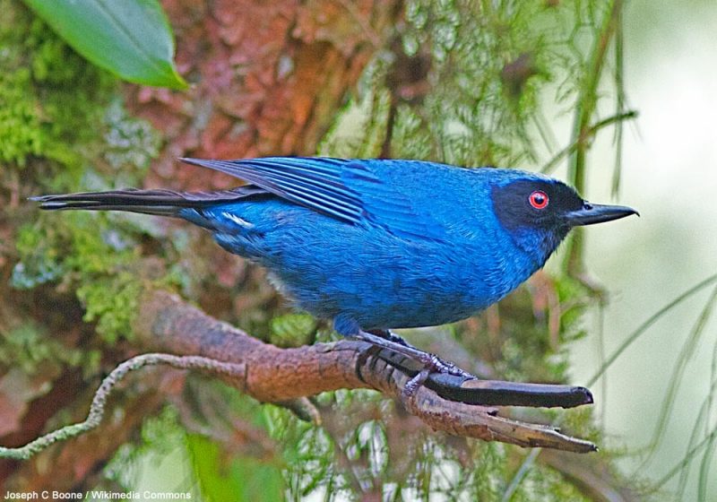 Proposition de reconnaissance d’une nouvelle espèce d’oiseau, le Percefleur inca (Diglossa melanopis)