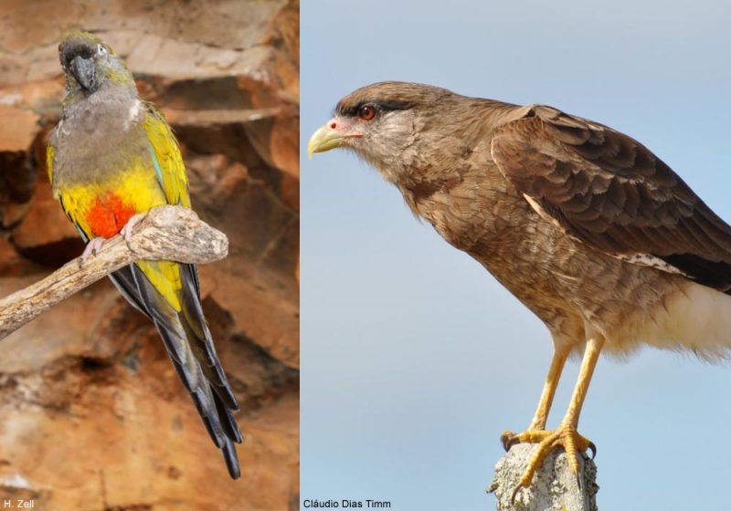 Une cohabitation unique entre des Caracaras chimangos et des Conures de Patagonie en Argentine
