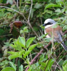 Conférence-débat sur le déclin des oiseaux dans les montagnes de Haute-Savoie