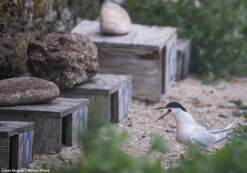 Yann Jacob (Bretagne Vivante) nous en dit plus sur la situation actuelle de la Sterne de Dougall en France métropolitaine