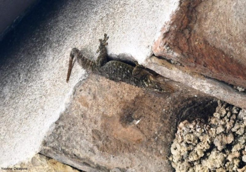 Tarente près d’un nid d’hirondelles dans les Alpes-Maritimes