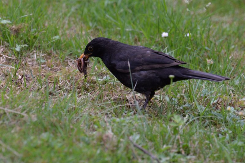 Merle noir se nourrissant