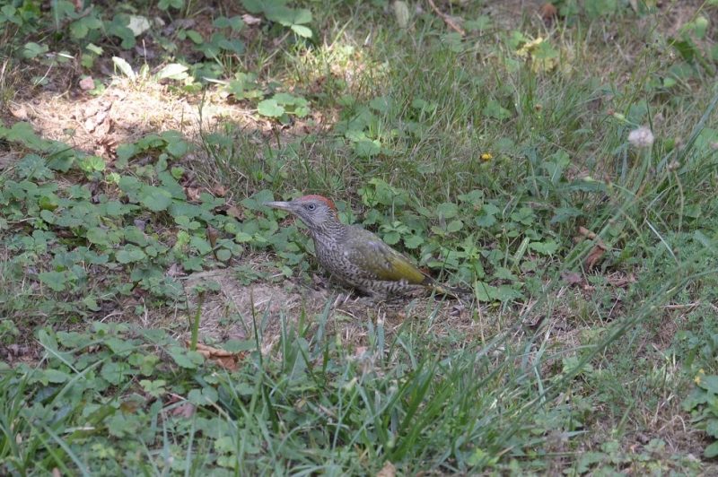 Pic vert juvénile bien camouflé