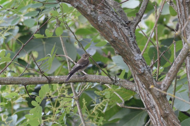 Gobemouche noir en migration