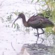 Ibis falcinelle en Normandie