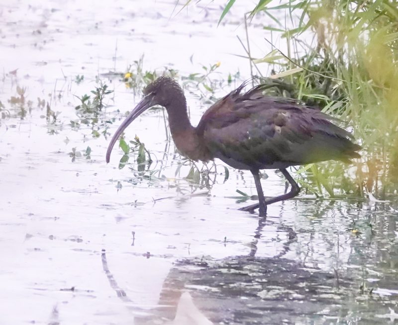 Ibis falcinelle en Normandie