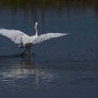 Aigrette garzette sur le lac de Saint-Cyr
