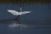 1-Aigrette garzette | Egretta garzetta | Little Egret