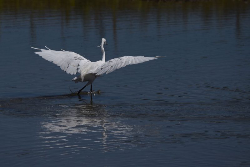 Aigrette garzette sur le lac de Saint-Cyr