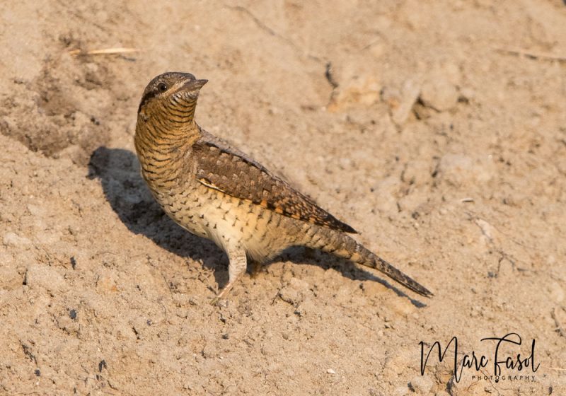 Torcol fourmilier sur un talus