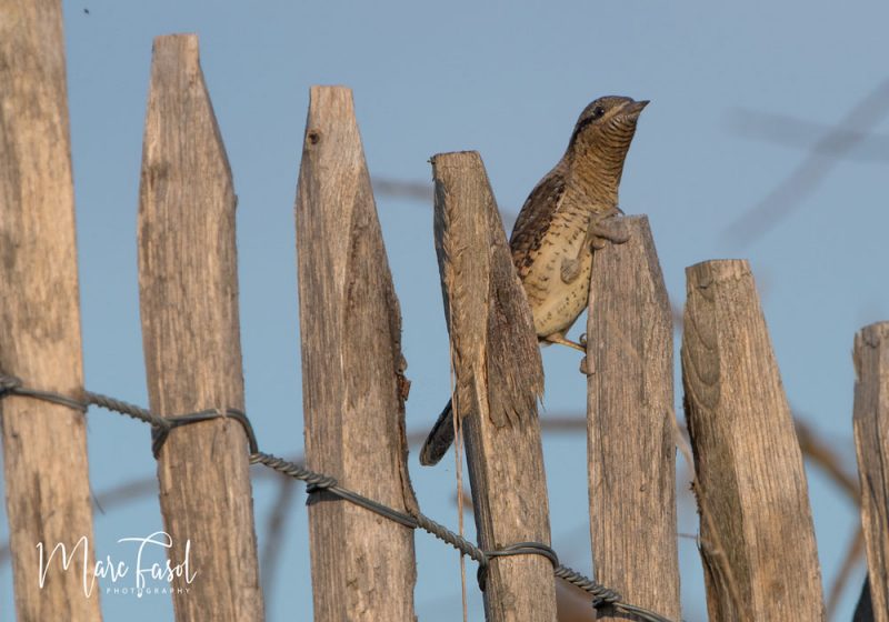 Torcol fourmilier en halte migratoire