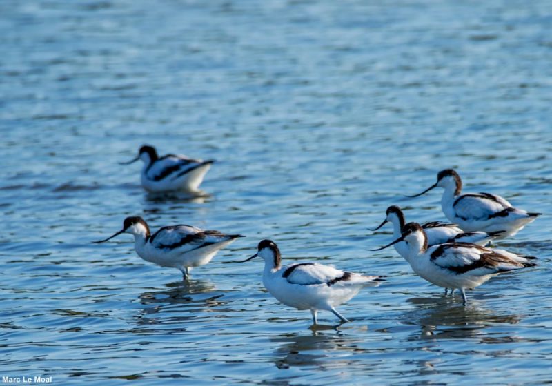 Combiner découverte du patrimoine historique français et observation des oiseaux