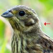 Avez-vous déjà remarqué les filoplumes qui dépassent sur la nuque de certains oiseaux ?