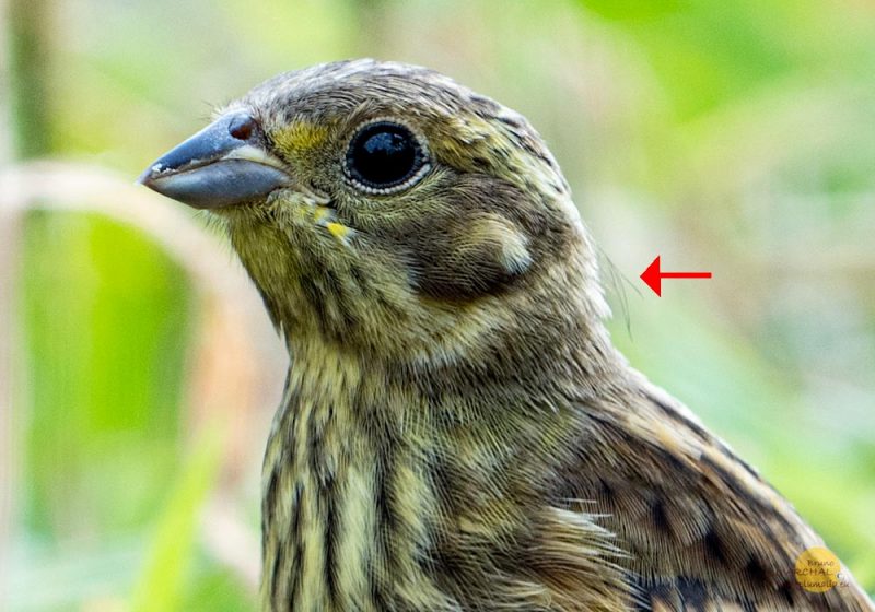 Avez-vous déjà remarqué les filoplumes qui dépassent sur la nuque de certains oiseaux ?