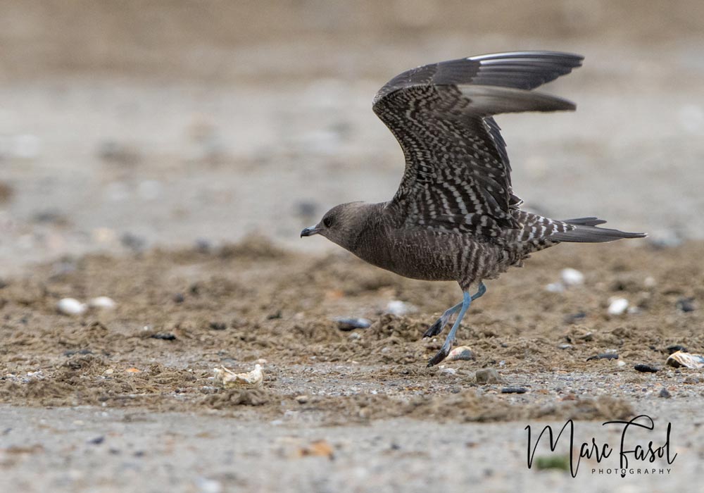 Labbe à longue queue (Stercorarius longicaudus) juvénile de forme sombre