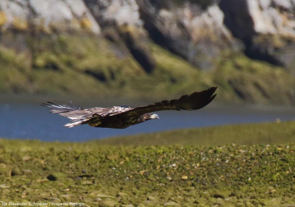 Pygargue à queue blanche