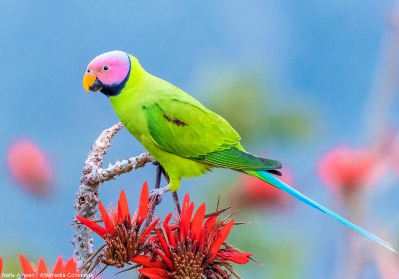 Un groupe record de 22 Perruches à tête rose photographié en Chine en septembre 2022