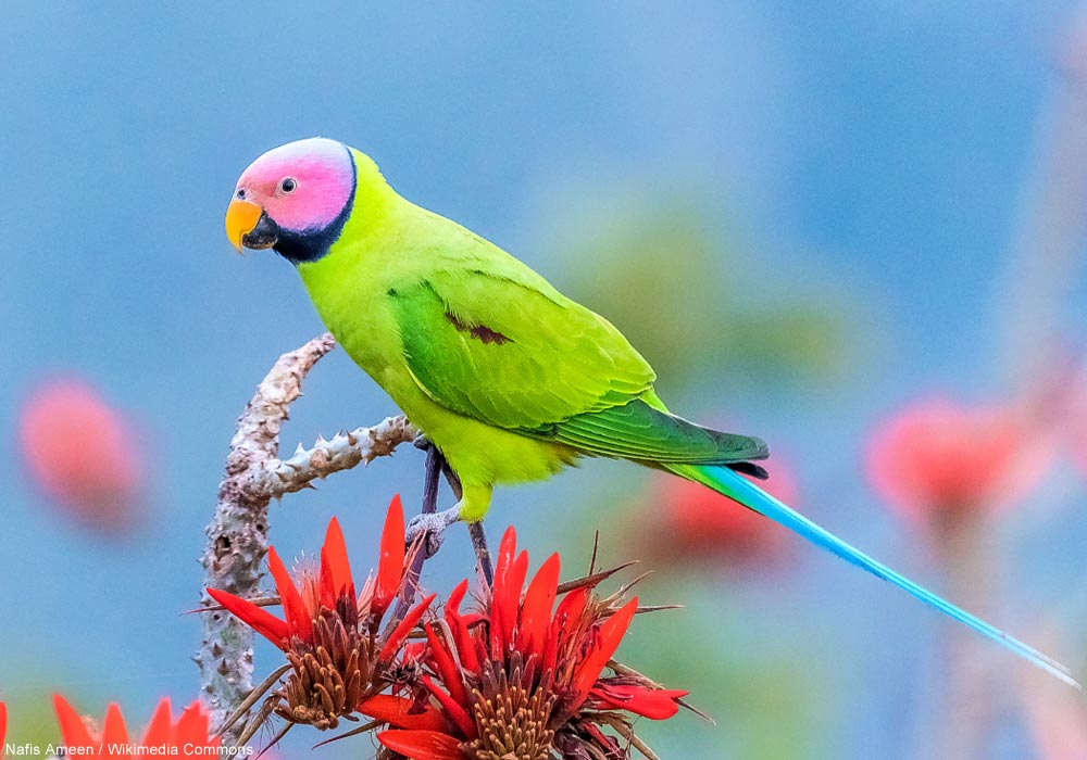 Perruche à tête rose