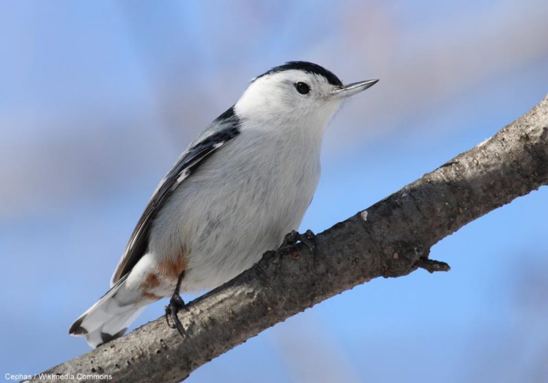 Les irruptions automnales des Sittelles à poitrine blanche auraient lieu tous les deux ans
