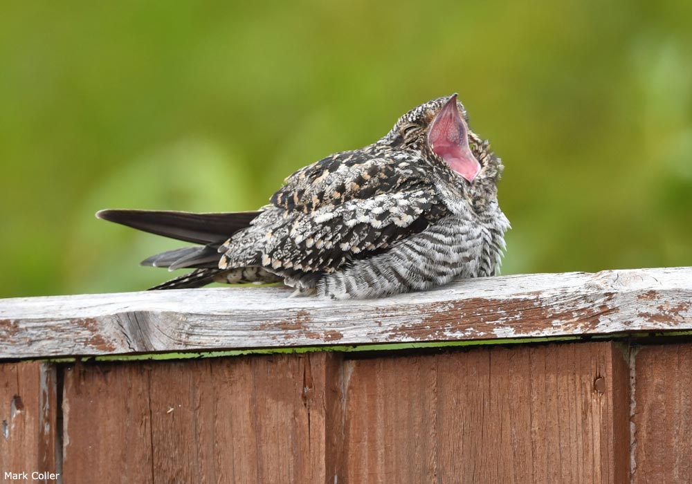 Engoulevent d’Amérique (Chordeiles minor)