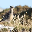 Pluvier guignard juvénile dans le Var