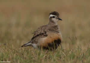 Pluvier guignard (Eudromias morinellus) adulte