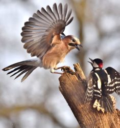 25ème festival international de la photo animalière et de nature de Montier-en-Der