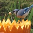 Plusieurs idées de recyclage des citrouilles d’Halloween pour aider les oiseaux dans son jardin