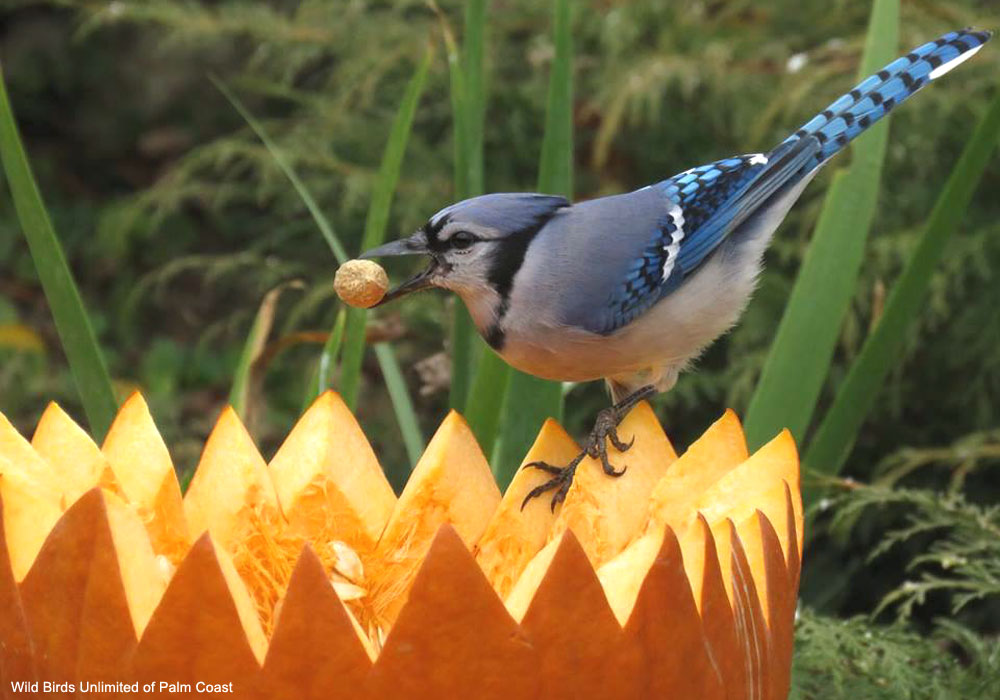 Geai bleu (Cyanocitta cristata)