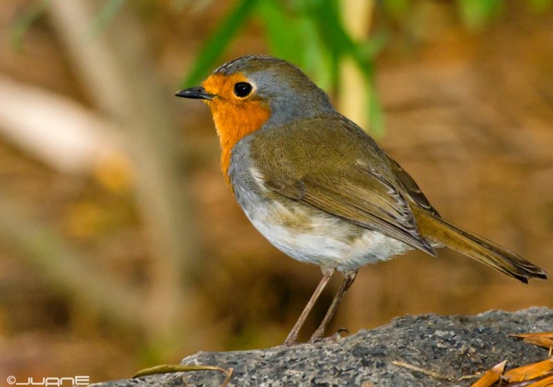 Les Rougegorges de Tenerife et de la Grande Canarie seraient deux espèces distinctes et endémiques