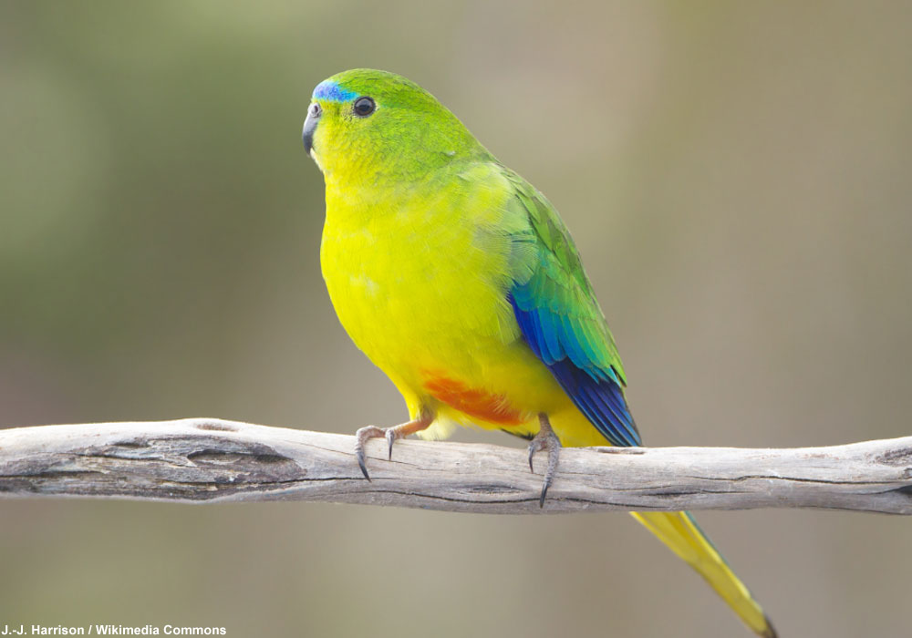 Perruche à ventre orange