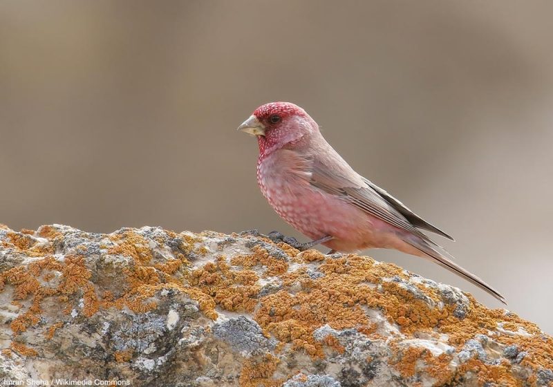 Il existerait une population nicheuse de Roselins tachetés au Kazakhstan