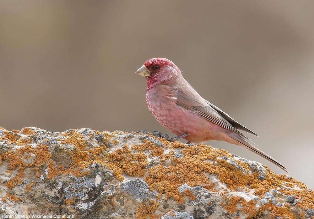 Roselin tacheté (Carpodacus rubicilla kobdensis) mâle adulte
