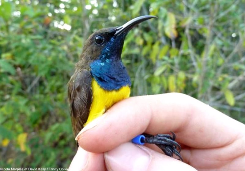 Proposition de reconnaissance d’une nouvelle espèce d’oiseau en Indonésie, le Souimanga des Wakatobi