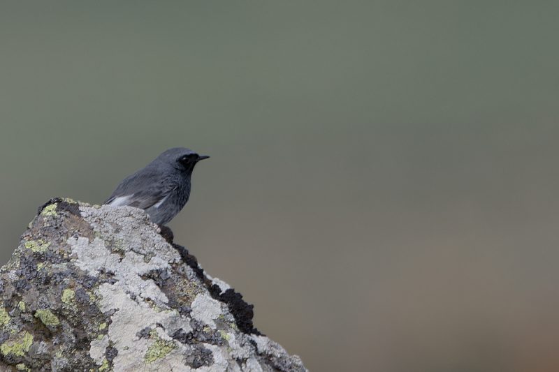 Rougequeue noir mâle