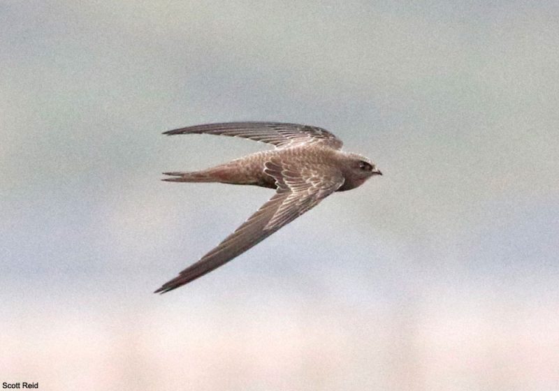 Flux d’air chaud et afflux de Martinets pâles dans le nord-ouest de l’Europe en octobre 2022